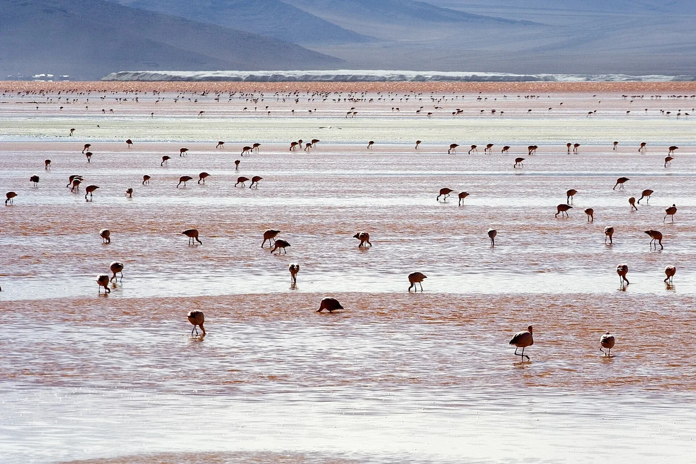 Flamants andins sur les eaux rouges de la Laguna Colorada, dans la réserve Eduardo Avaroa du Sud Lípez
