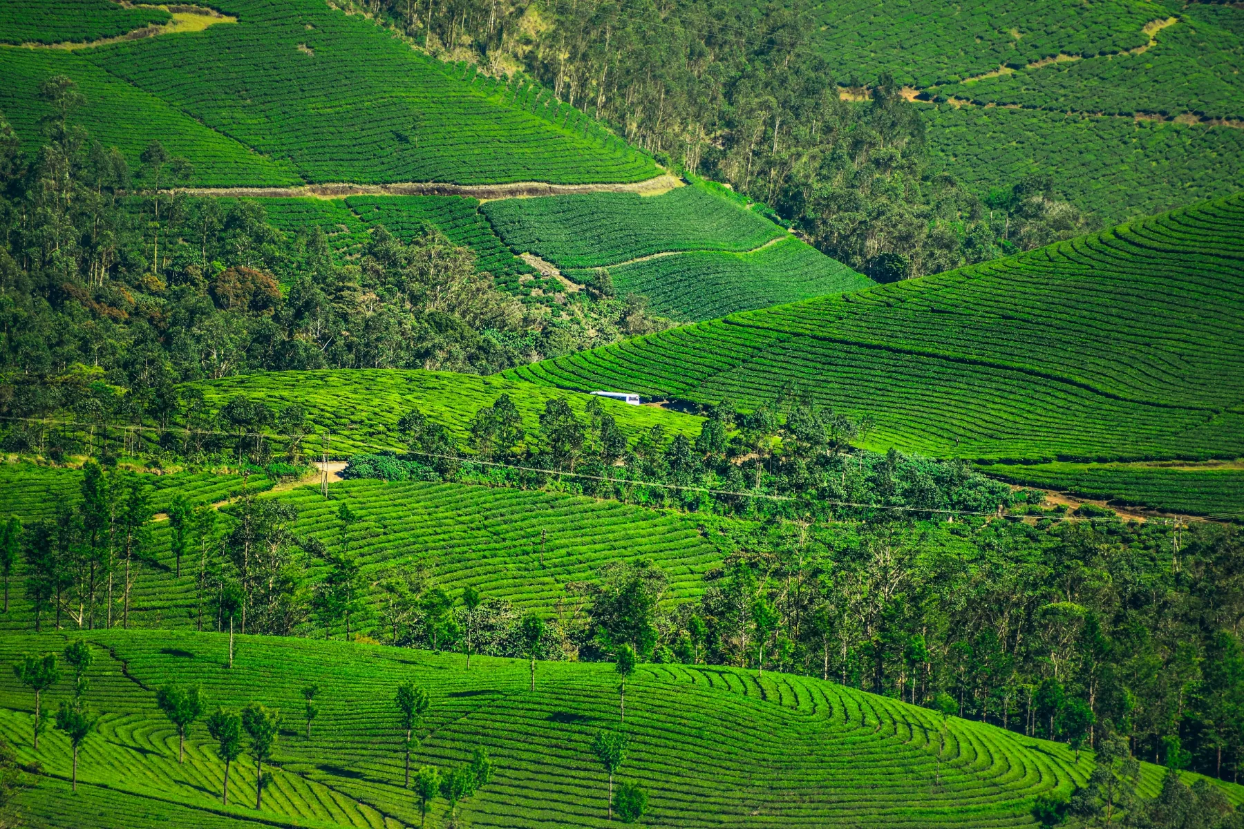 Plantations de thé ondulant sur les collines vertes de Munnar