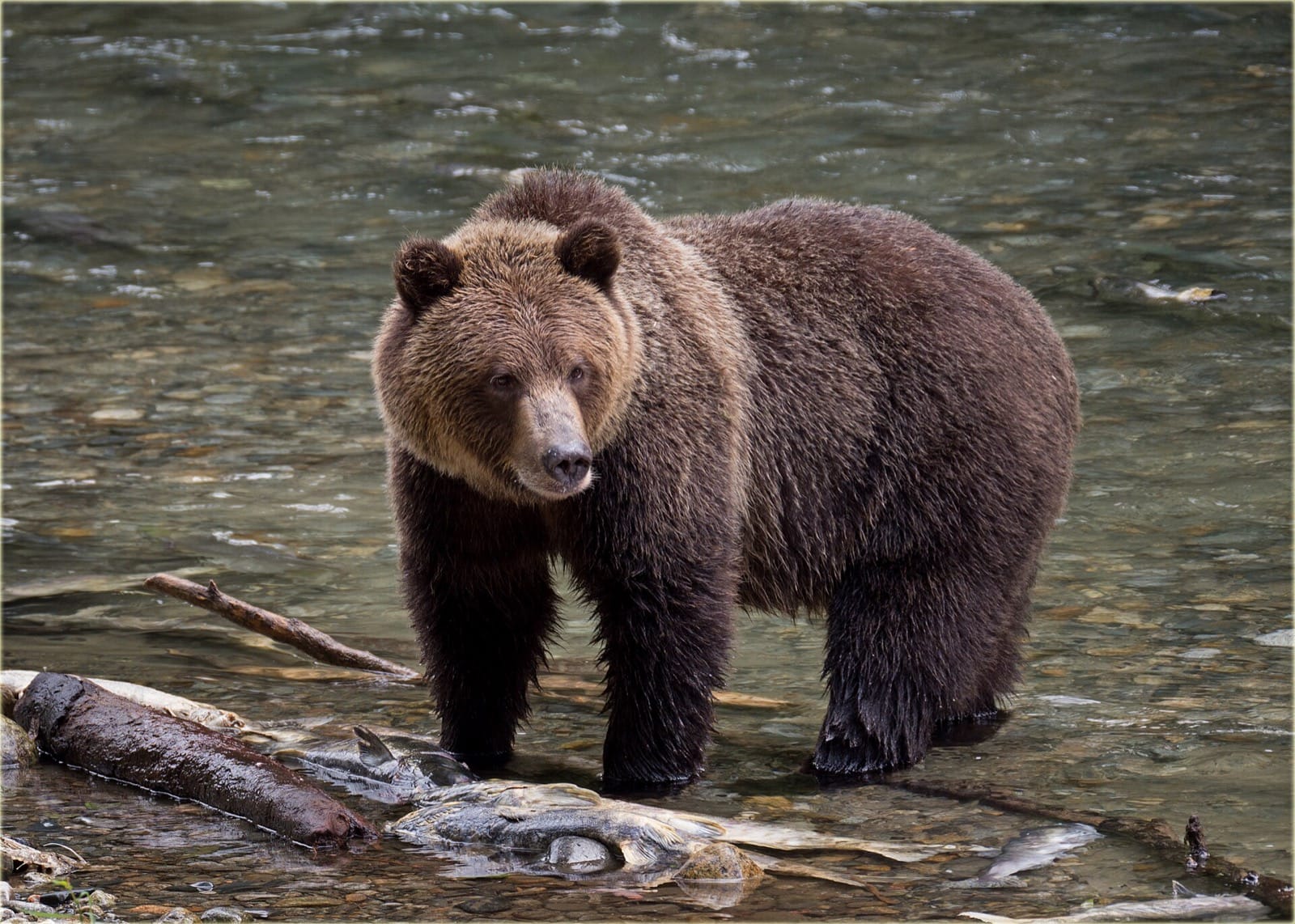 Grizzly sauvage dans une rivière en Colombie-Britannique, faune du Canada