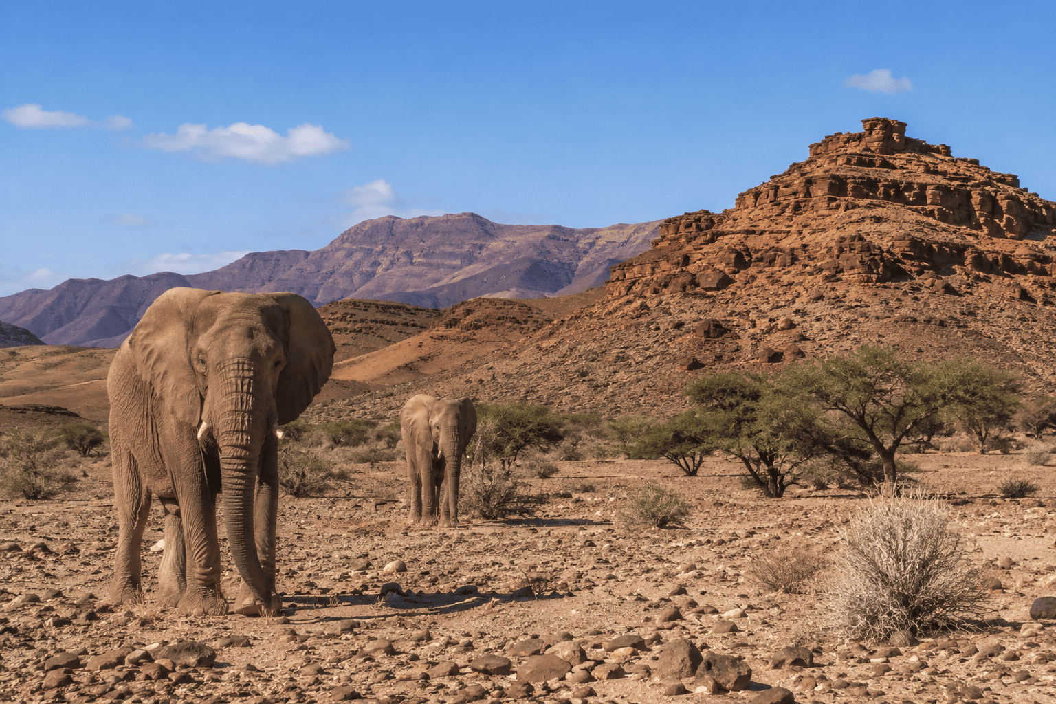 Safari Namibie