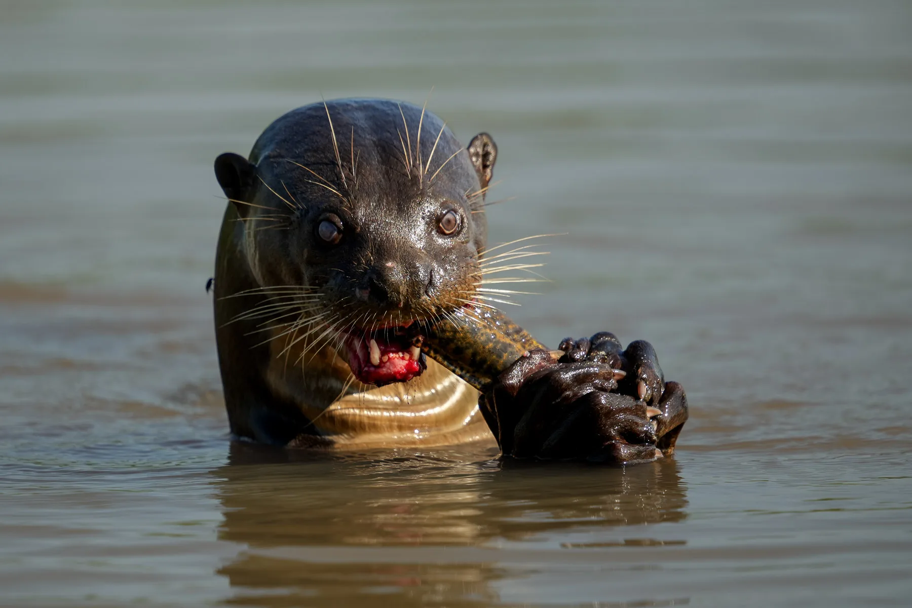 Loutre géante d'Amazonie attrapant un poisson
