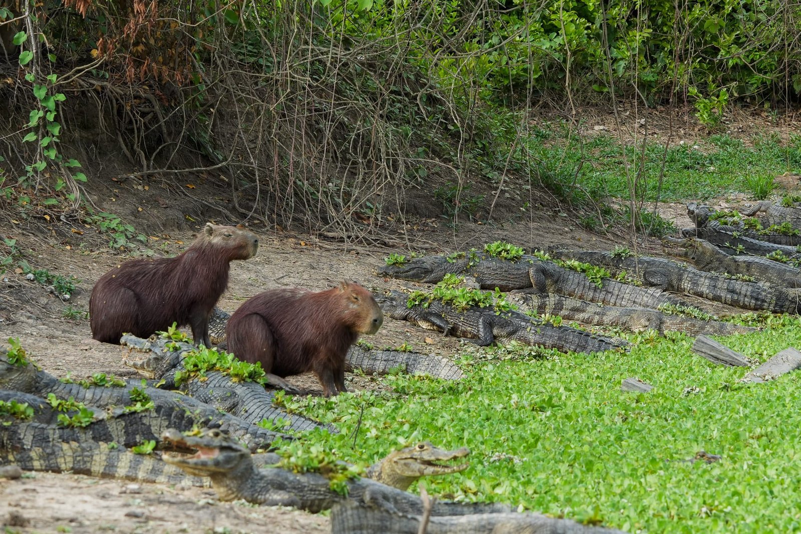 Capybaras au bord de l'eau parmi les caïmans