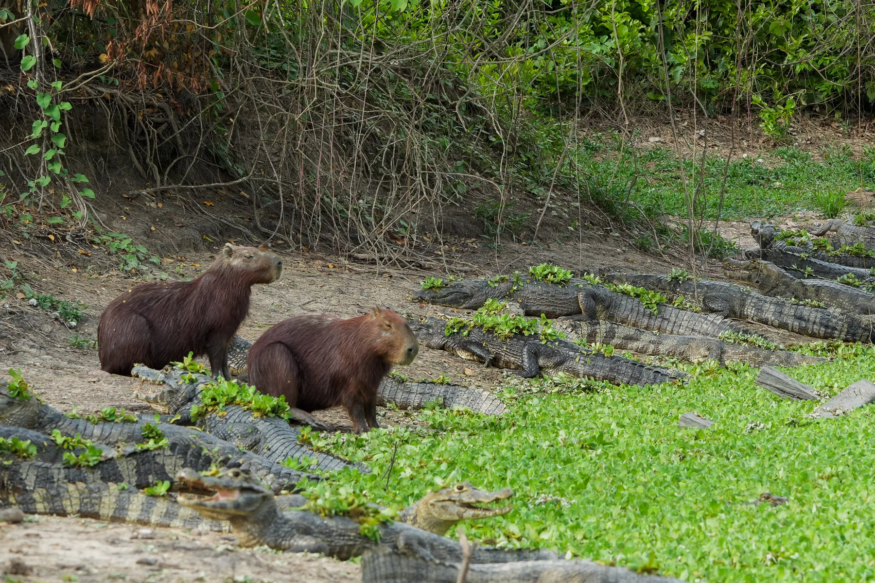 Capybaras au bord de l'eau parmi les caïmans
