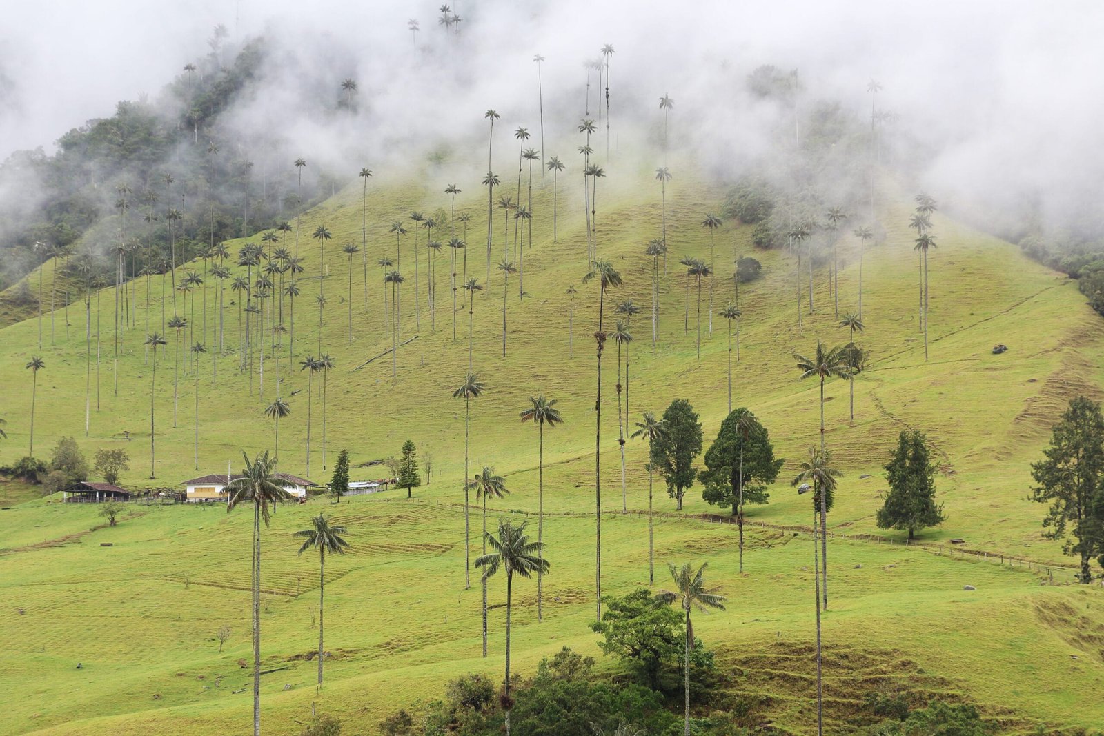 Palmiers de cire de la Valle de Cocora, Eje Cafetero, Colombie