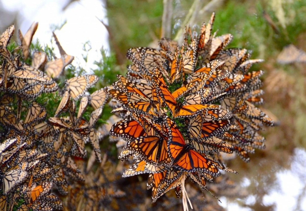 Papillons monarques Mexique