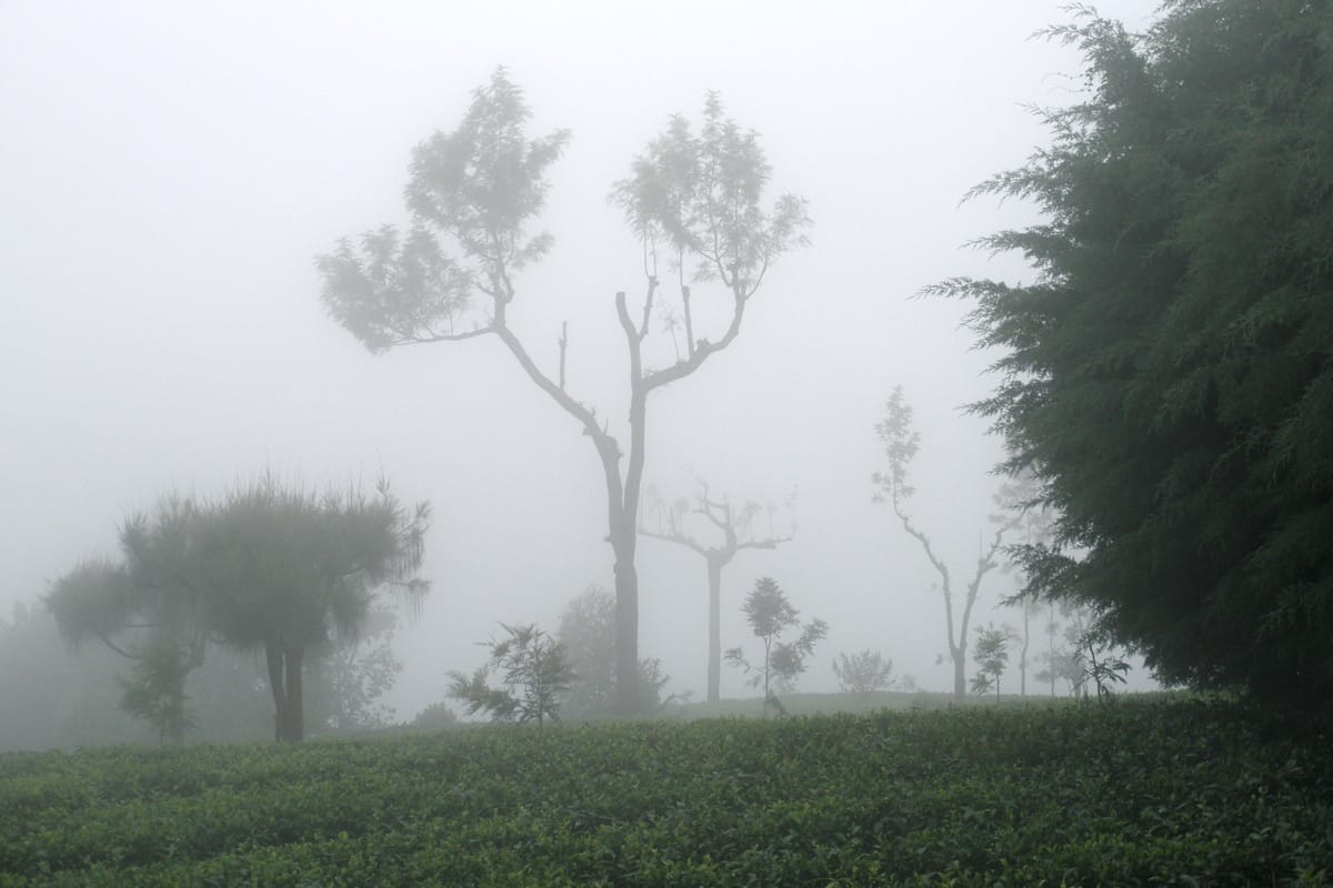 Plantations de thé dans la brume à Haputale — voyage sur mesure Sri Lanka hautes terres