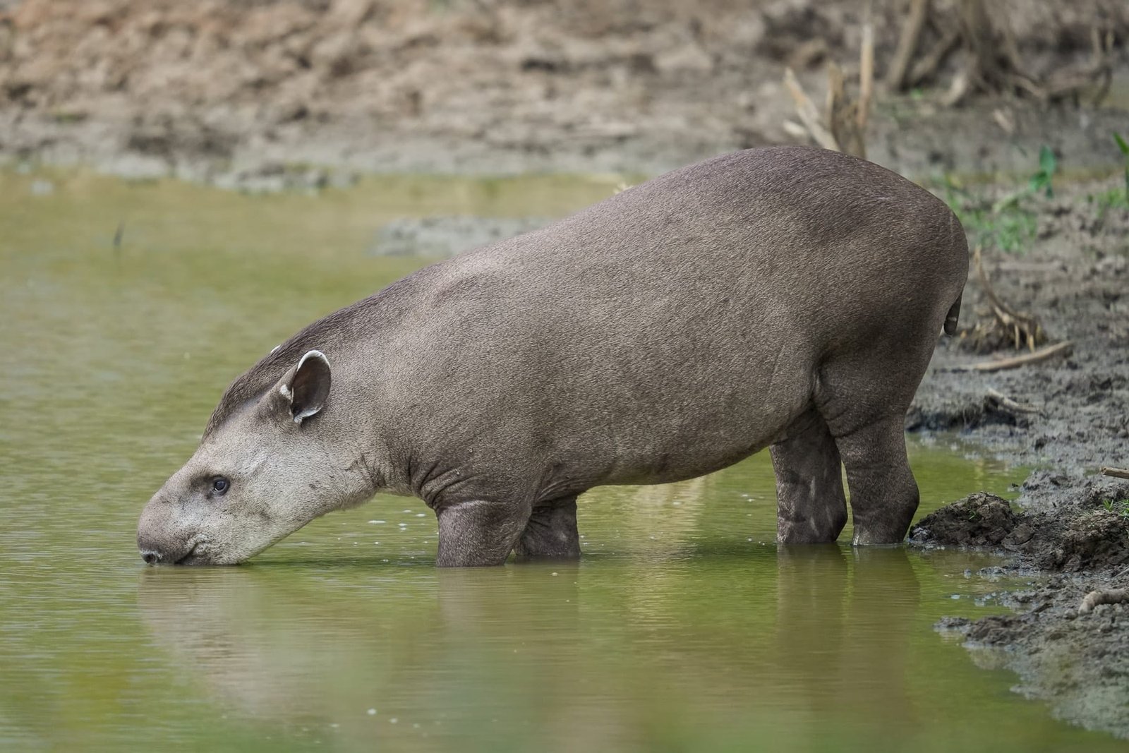 Tapir s'abreuvant dans une mare amazonienne