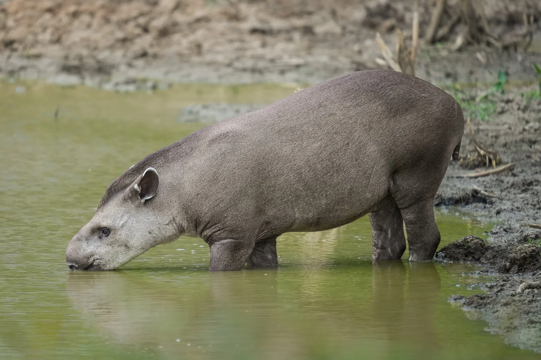 Tapir s'abreuvant dans une mare amazonienne