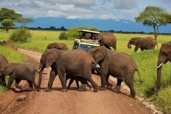 Safaris Tanzanie