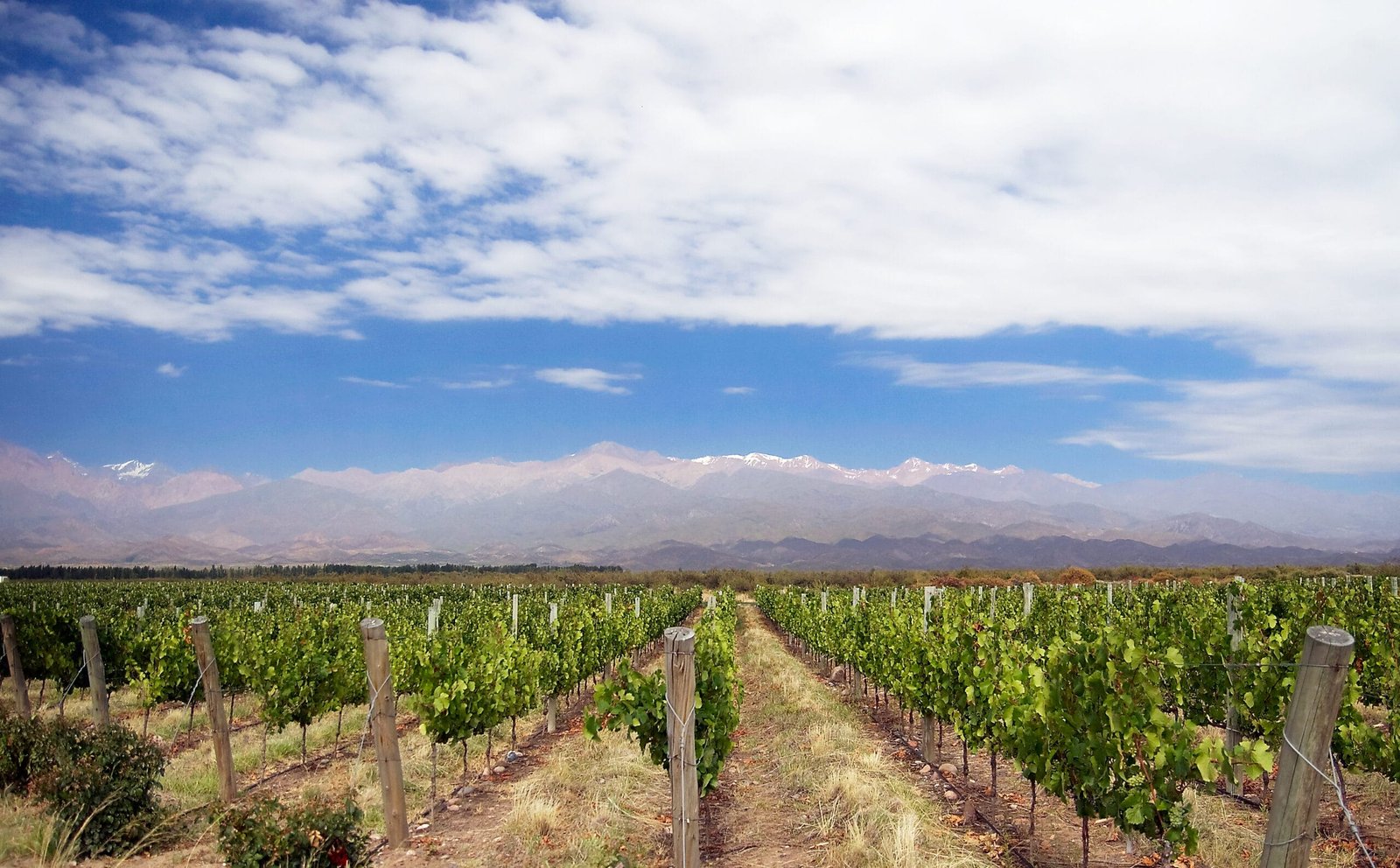 Rangs de vigne à Mendoza avec la cordillère des Andes enneigée en arrière-plan, Argentine