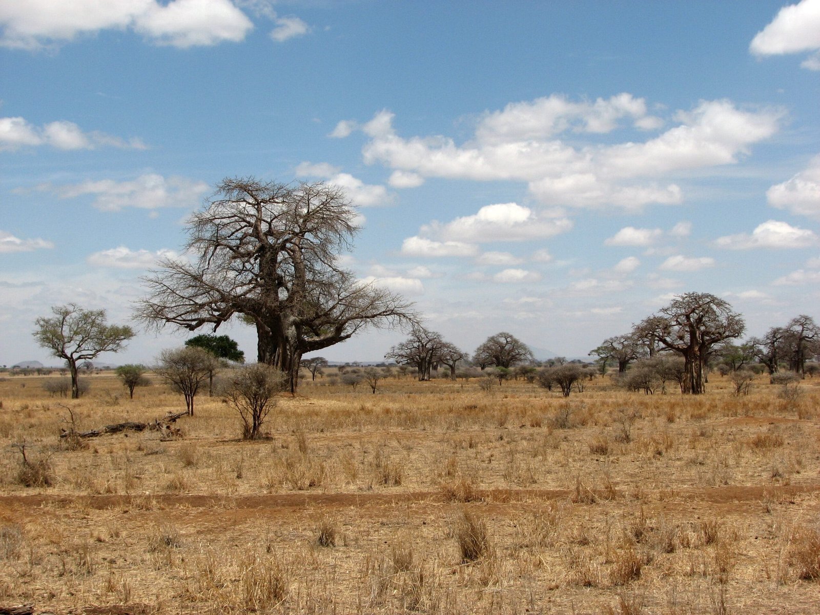 Baobabs centenaires dans la savane du parc national de Tarangire, Tanzanie