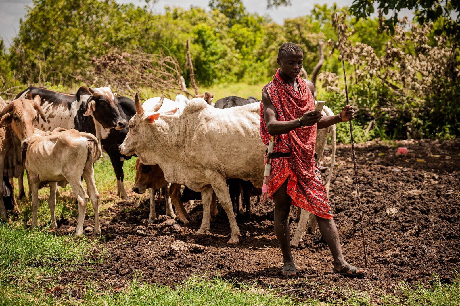 Éleveur maasaï avec son troupeau de zébus, Tanzanie