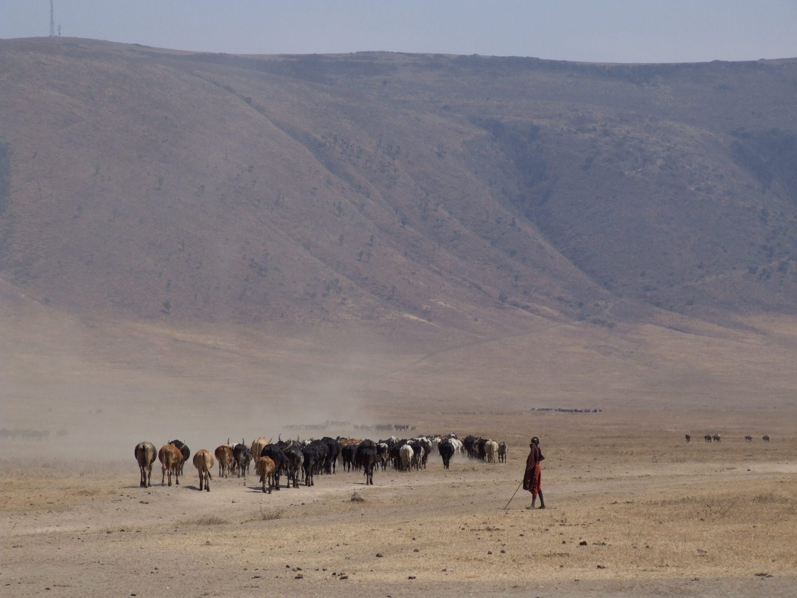 Berger maasaï menant son troupeau dans la zone de conservation du Ngorongoro, Tanzanie