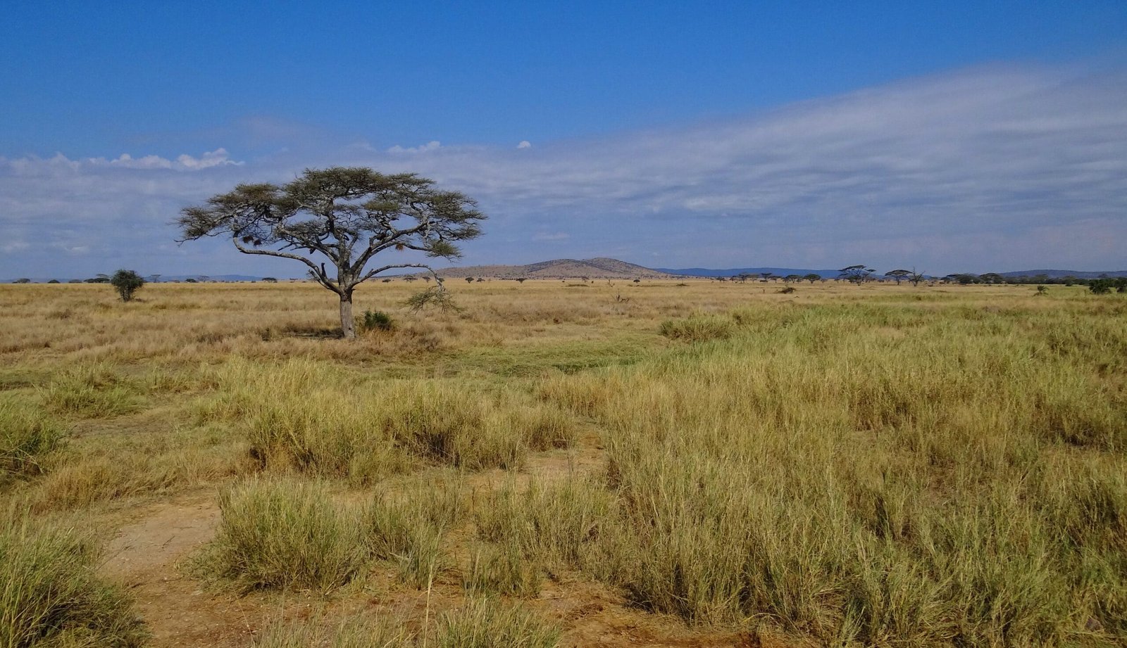 Plaines infinies du Serengeti avec acacia solitaire, Tanzanie