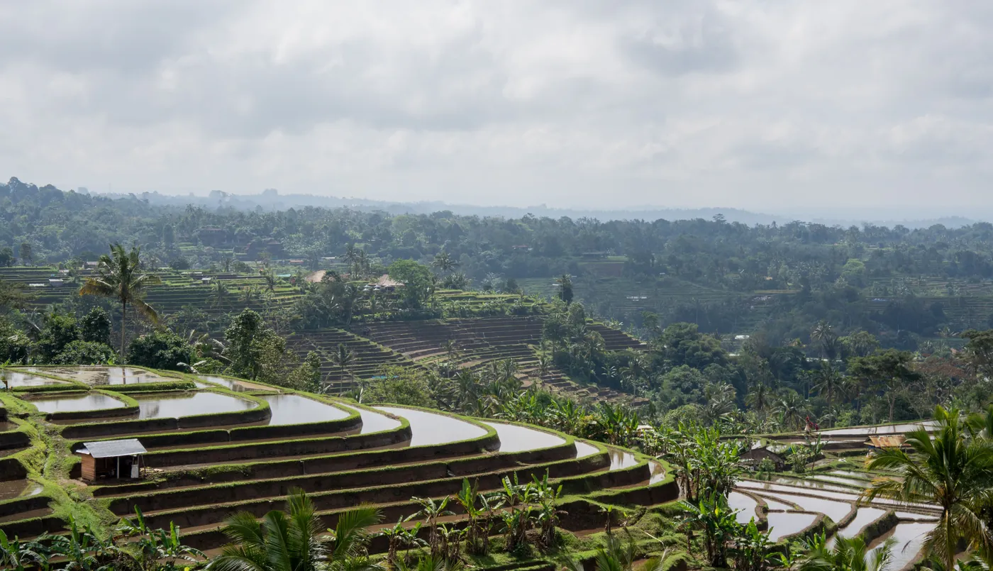 Rizières en terrasses de Jatiluwih à Bali, saison sèche mai-juin
