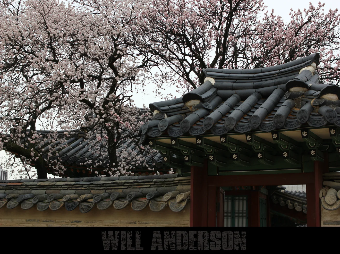 Toit traditionnel du palais Changdeokgung entouré de fleurs à Séoul