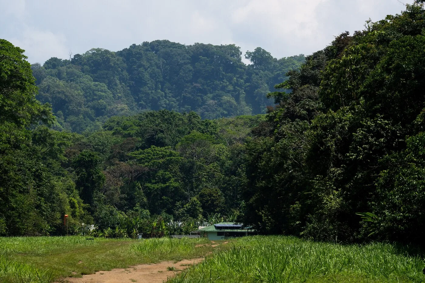Forêt tropicale humide du parc national de Corcovado, au Costa Rica