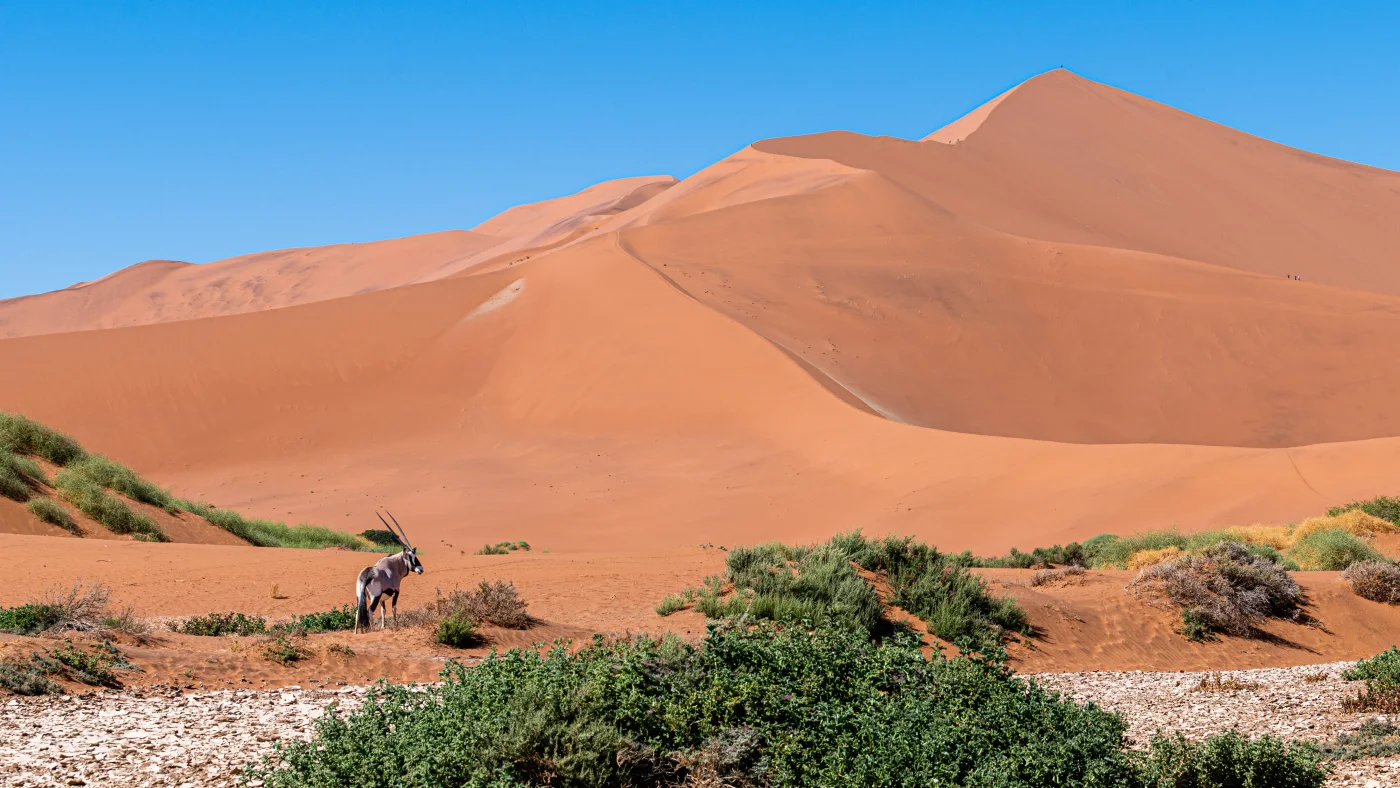 Oryx devant les dunes orangées de Sossusvlei en Namibie